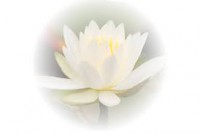 /album/daimeiyaku/flor-de-loto1-jpg/